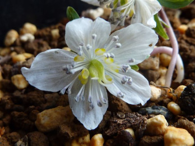 Eranthis_stellata_2.jpg