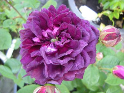 DSCN5192Card.d.Richelieu_-_Kopie_2.JPG