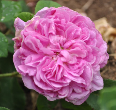 Fleur_de_Pelletier_0011__6069.jpg
