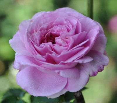 Marie_Tudor_011__8139.jpg