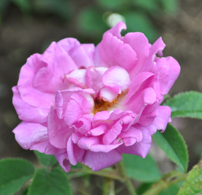 Narcisse_de_Salvandy_0011___5690.jpg