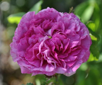 Rose_Foucheaux_1_011__4302.jpg