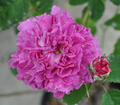 Rose_Foucheaux_2_011__4128.jpg