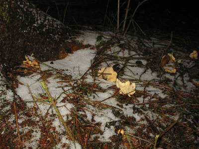 Pilze__2_Januar_2012.jpg