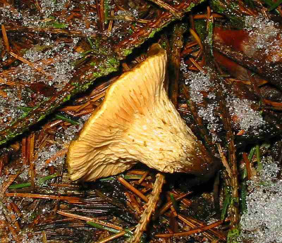 Pilze__3_Januar_2012.jpg