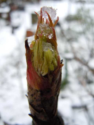 21.01.12_Hamamelis_im_ersten_Schnee_006.JPG