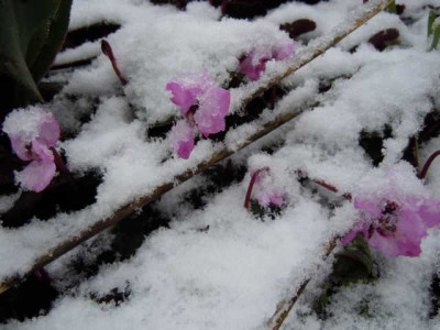 21.01.12_Hamamelis_im_ersten_Schnee_005.JPG