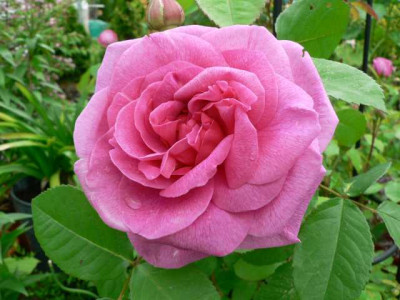 RosaGertrudJekyll2.jpg