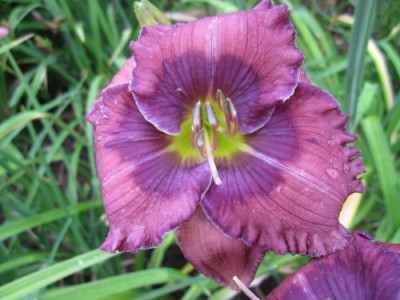 Lavender_Blue_Baby_64031.jpg