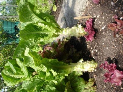 Spargelsalat_compri.JPG