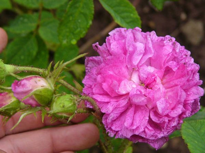 apfelbaum_bremke.jpg