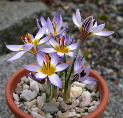 comp_Crocus_biflorus_ssp._nubigena_2_23.01.12.jpg