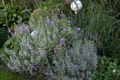 Steinquendel0107a.jpg