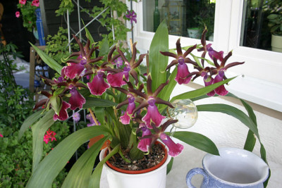 Zygopetalum1409a.jpg