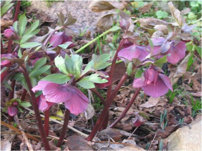 k-von_mama_early_purple1_horst.jpg