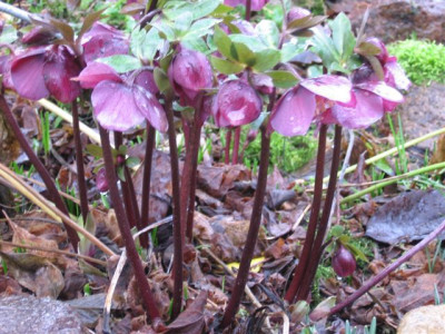 k-von_mama_early_purple2_horst.JPG