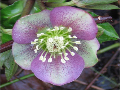 k-bicolor_bei_rosenbogen2-.jpg