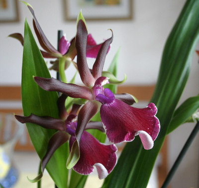Zygopetalum2110b.jpg