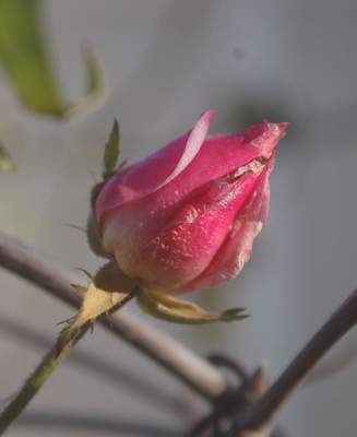 Old_Blush_0012__9349.jpg