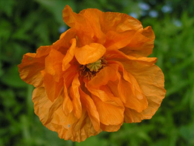 Papaver_rupifragum.jpg