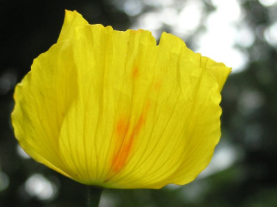 Meconopsis_aquarelliert.jpg