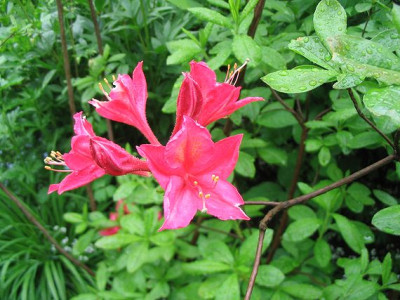 Azalee_schreiend_rosa_Hortu.jpg