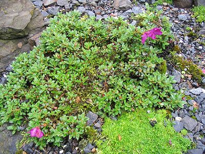 Rhododendron_saluenense_radicans_Hortu.jpg