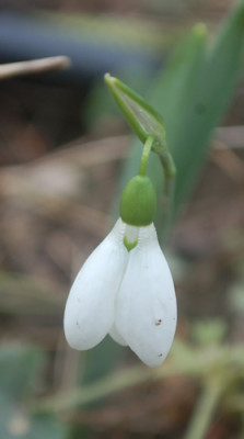 Galanthus_nivalis_0012__9415.jpg