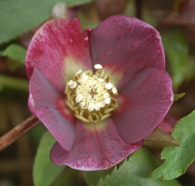 Lenzrose_rot_1_0012__9392.jpg