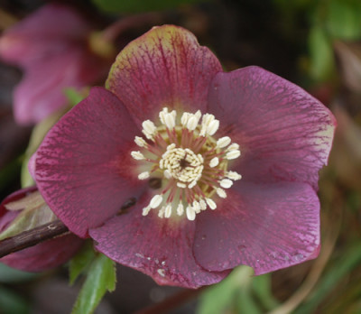 Lenzrose_rot_2_0012_9396.jpg