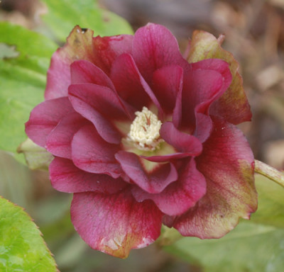 Lenzrose_rot_gef_0012_.jpg