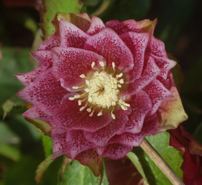 Lenzrose_gef_0012__9403.jpg
