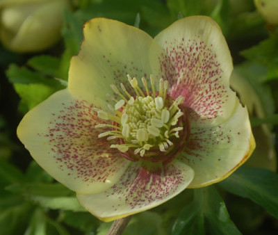 Bluete_gelb_0012__9405.jpg
