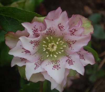 Lenzrose_rosa_0012__9418.jpg