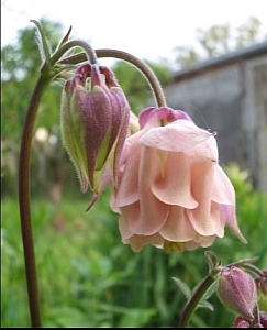 Akelei_rosa_Biedermeier.jpg