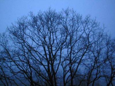 Nebel_27.01.12.jpg