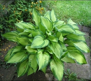 H._fortunei_Albopicta.jpg