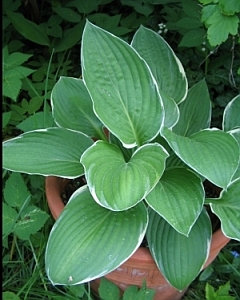Hosta_Gloriosa.jpg