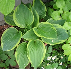 Hosta_unbekannt.jpg