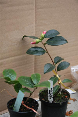 C.edithae__Snippet__29.01.2012Medium.JPG