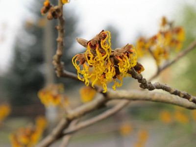 Hamamelis_29.1.12_ue.jpg