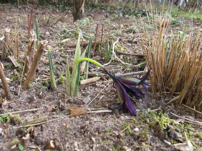 Iris_George_29.1.12.jpg