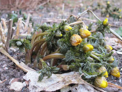 Adonis_amurensis_29.1.12_ue.jpg