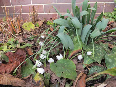 Galanthus_elwesii_29.1.12.jpg