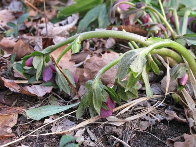 Helleborus_29.1.12._ue.jpg
