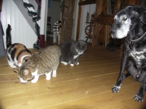 Katzenfreunde.jpg