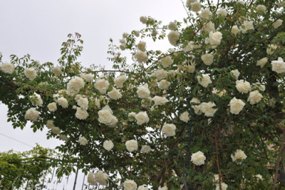 Parks_Yellow_Tea-Scented_China__00113___3866.jpg