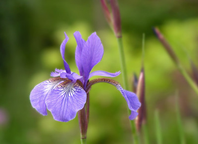 iris_sib_pur.jpg