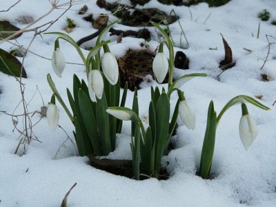 galanthus_lady_bea_stan.jpg