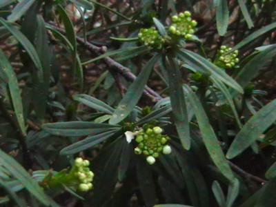 IMGA1114.JPG